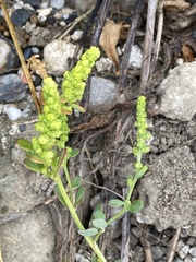 Chenopodium acuminatum