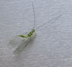 Mallada tripunctatus