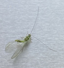 Mallada tripunctatus