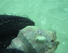 Rhyssoplax stangeri