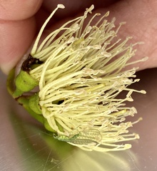 Mallada tripunctatus