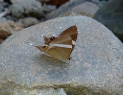 Abisara neophron