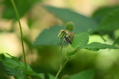 Sphedanolestes impressicollis