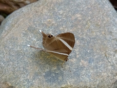 Abisara neophron
