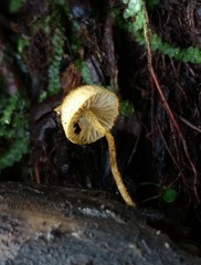 Pholiota pseudosiparia
