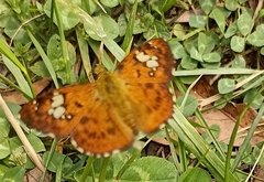 Pseudocoladenia dan fatih