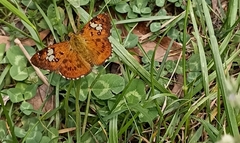 Pseudocoladenia dan fatih