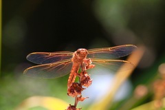 Libellula saturata