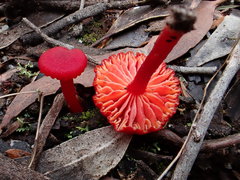 Pseudohygrocybe