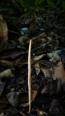 Clavulinopsis appalachiensis