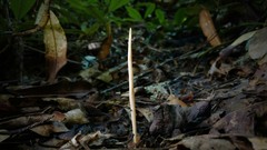 Clavulinopsis appalachiensis