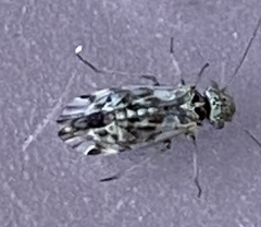Philotarsidae