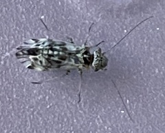 Philotarsidae