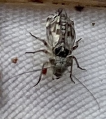 Philotarsidae