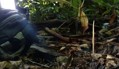 Clavulinopsis appalachiensis