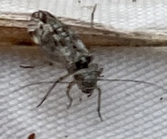 Philotarsidae
