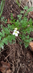 Cardamine graeca