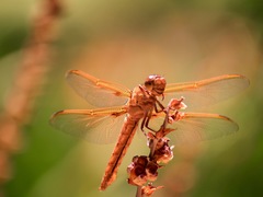Libellula saturata