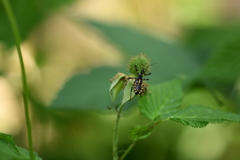 Sphedanolestes impressicollis