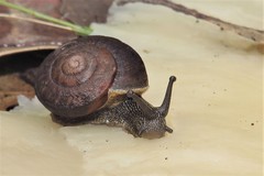 Pommerhelix mastersi
