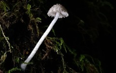 Cystoagaricus hirtosquamulosus