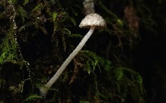 Cystoagaricus hirtosquamulosus