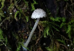 Cystoagaricus hirtosquamulosus