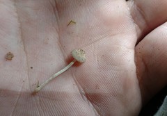 Cystoagaricus hirtosquamulosus