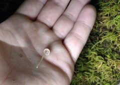 Cystoagaricus hirtosquamulosus