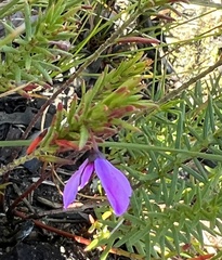 Tetratheca rubioides