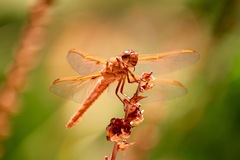 Libellula saturata