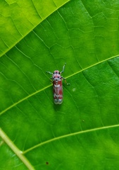 Bothrogonia transversa