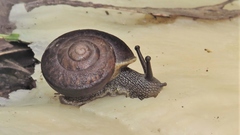 Pommerhelix mastersi
