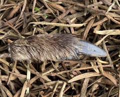 Macropus fuliginosus
