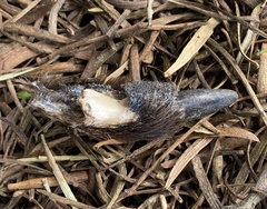 Macropus fuliginosus