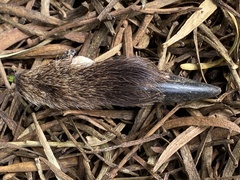 Macropus fuliginosus