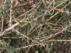 Melaleuca violacea