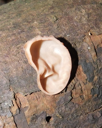 Wood Ear (Auricularia auricula-judae)