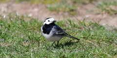 Motacilla alba