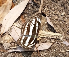 Neptis mahendra