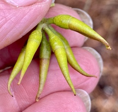 Eucalyptus phaenophylla