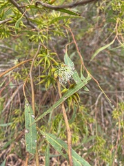 Eucalyptus phaenophylla