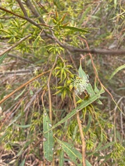 Eucalyptus phaenophylla