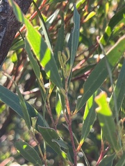 Eucalyptus stricta