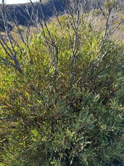 Eucalyptus stricta
