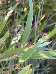 Eucalyptus stricta