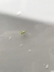 Tetragnatha squamata