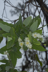 Angophora robur