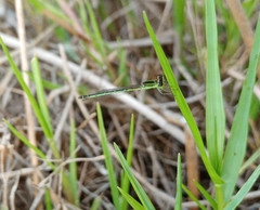 Agriocnemis kalinga