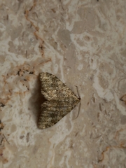 Coenotephria ablutaria